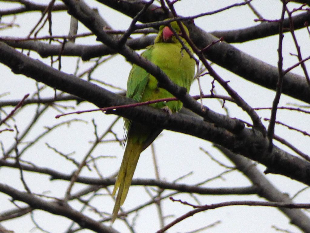 Cinque giorni ad Arenzano (GE): Parrocchetti dal collare